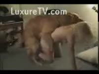 Brown mutt is pleased with his recent dominant
